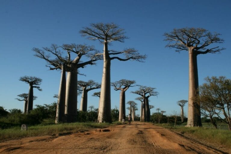 Madagaskar (1)