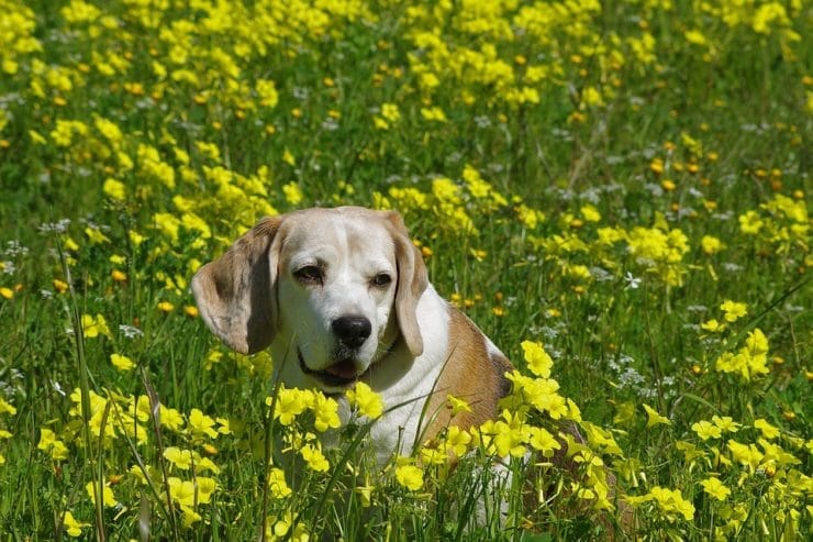 beagle-1827853_960_720