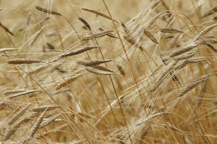 einkorn-586749_1920