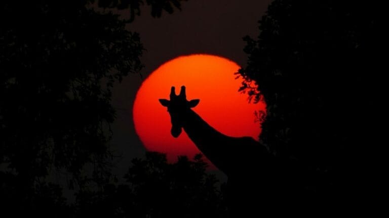 giraffe-2073609_1920