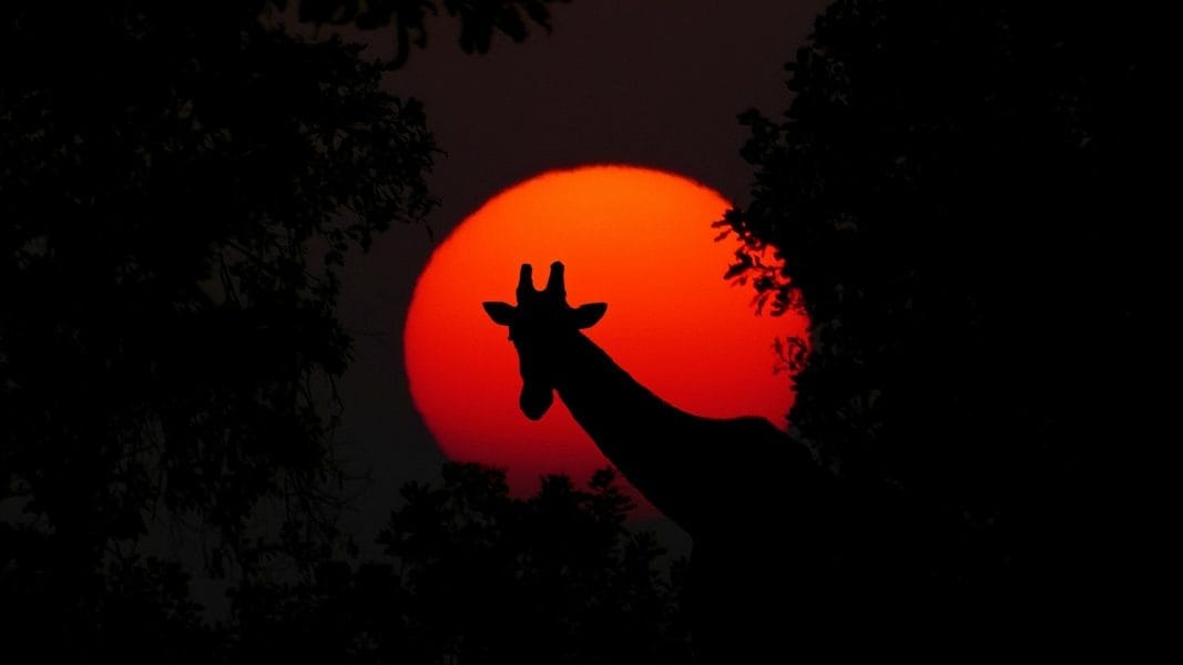 giraffe-2073609_1920