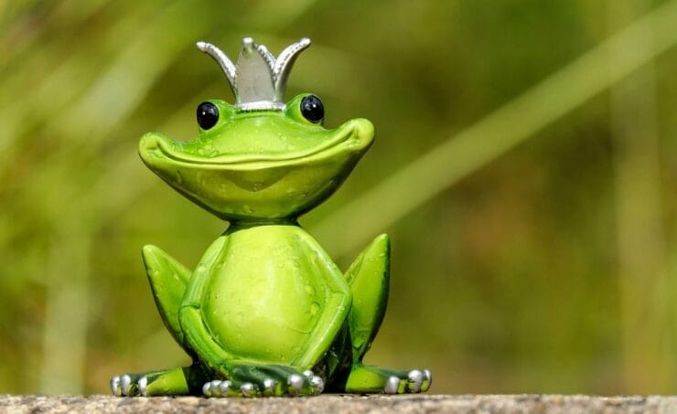 frog-2240764_1280