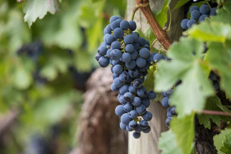 grapes-7157943_1280