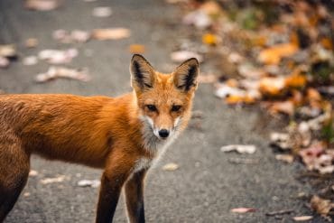 wojwództwo małopolskie szczepienie lisów lisy