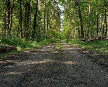ankiety lasy powiat wielicki niepołomice puszcza niepołomice