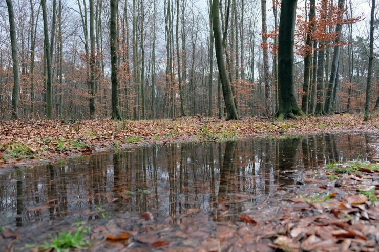 las społeczny puszcza niepołomicka nadleśnictwo