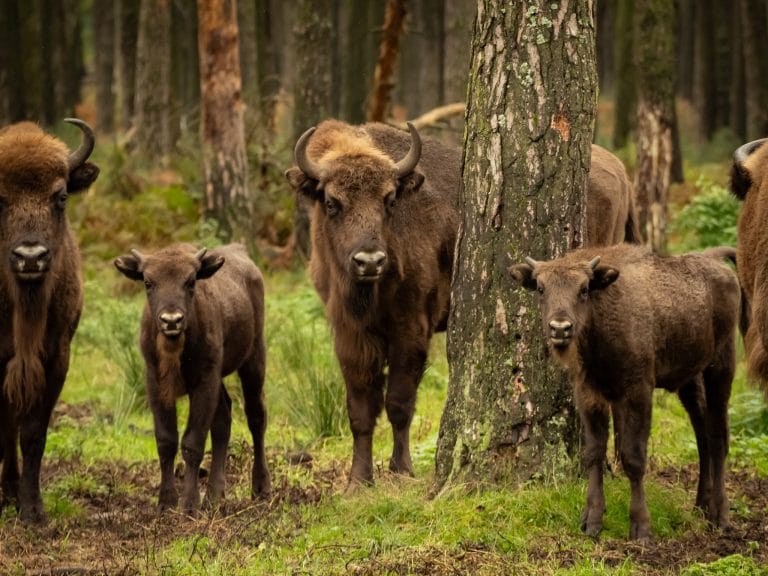 żubr żubry niepołomice młode żubry imiona Ponurak Pobert