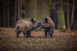dzikie zwierzęta w mieście felieton anna wilk gazeta wielicka