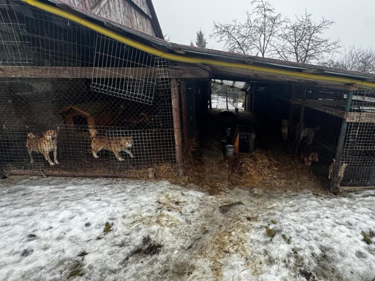 Dramat zwierząt w gminie Wieliczka. Około 100 psów w złych warunkach, policja wszczęła postępowanie
