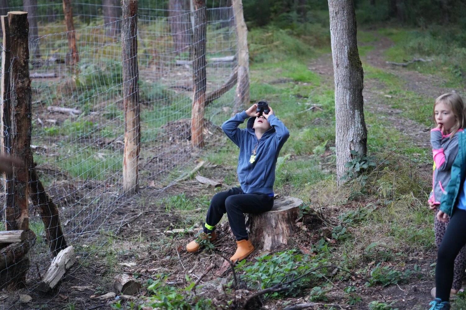 Nietoperze nad głowami i odgłosy rykowiska. Nocny spacer po Puszczy Niepołomickiej